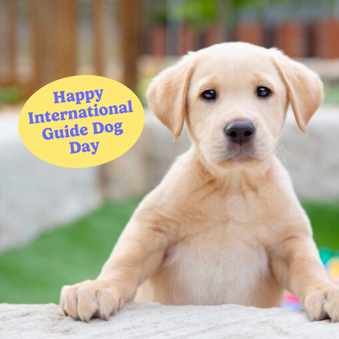 Celebrating International Guide Dog Day